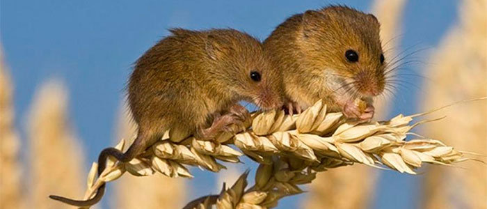 What Do Field Mice Eat? Find Out the Food Habits of the Field Mouse