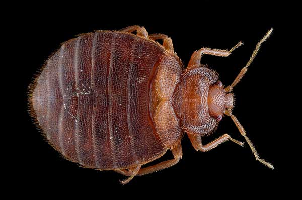 Found One Bed Bug What Should You Do? Pestkilled
