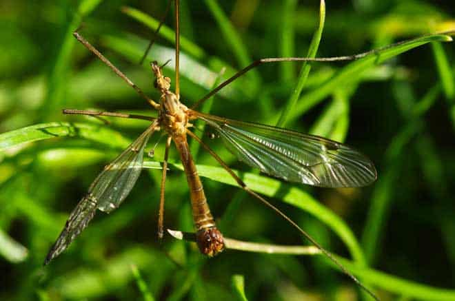 8 Bugs That Look Like Mosquitoes Pestkilled