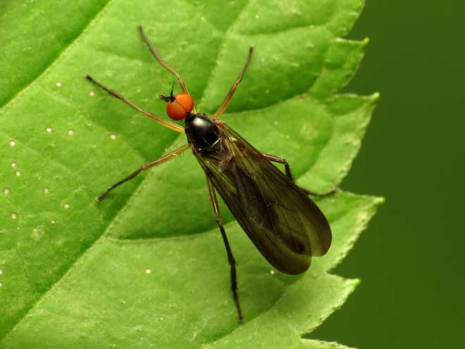 8 Bugs That Look Like Mosquitoes Pestkilled