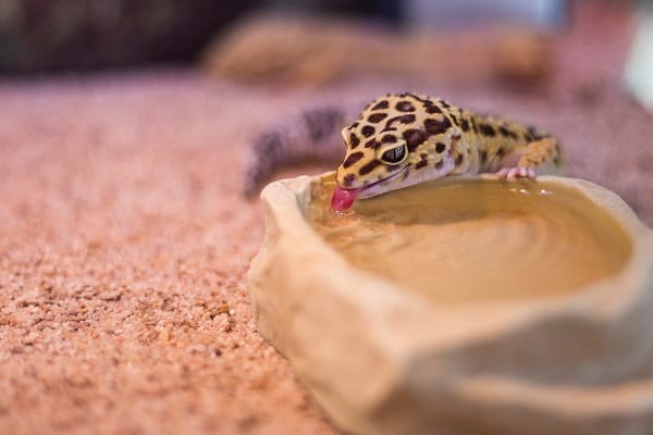 How to Get Rid of Geckos in Your House Naturally