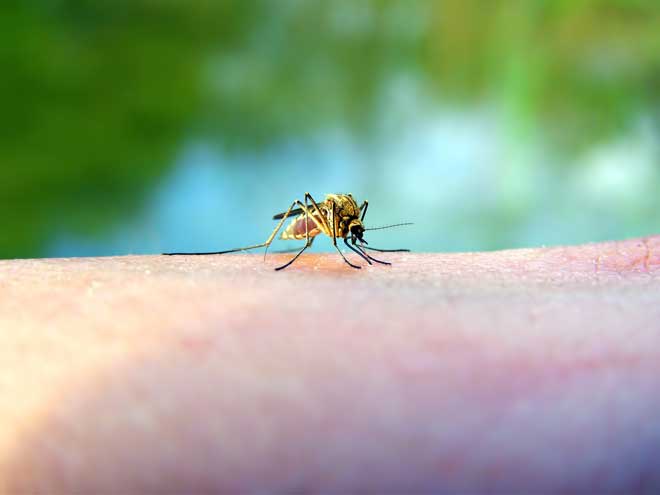 8 Bugs That Look Like Mosquitoes Pestkilled