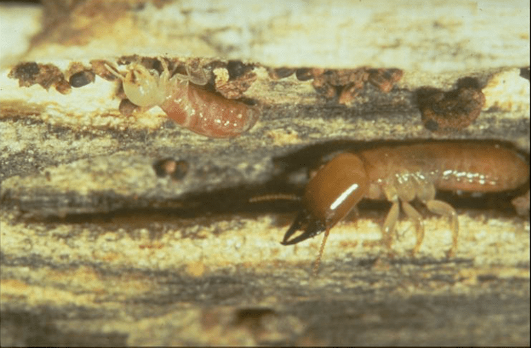 termites Pest King