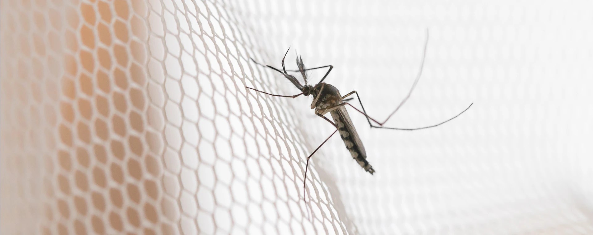 Mosquito Control Toronto Pest Line