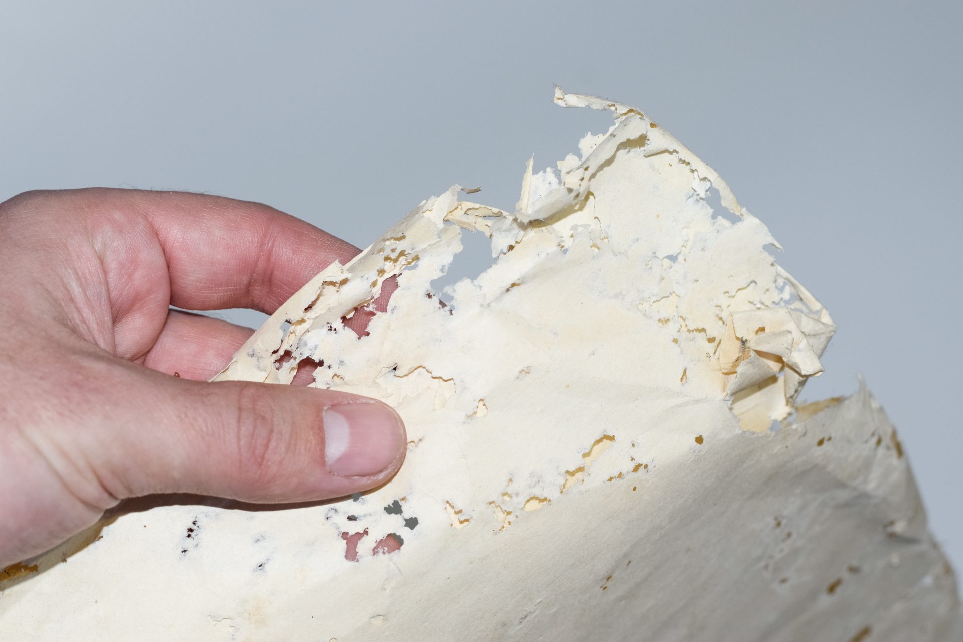 How To Get Rid Of Silverfish? Top 10 Tips Pestline