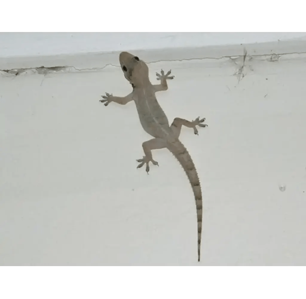 Lizards Control Tazkiah Pest Control and Building Cleaning services