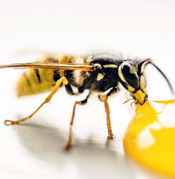 Yellow Jackets Yellow Jacket Indentification & Pest Control & Elimination