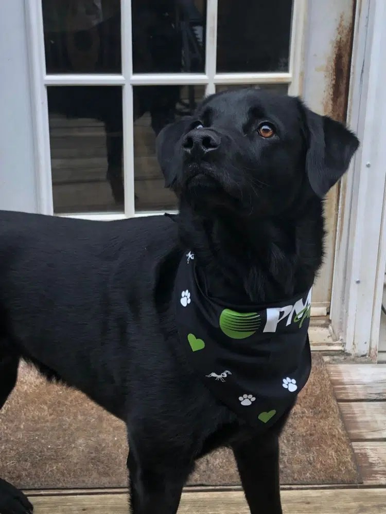 Greensboro Pest Control Service, WinstonSalem Exterminator