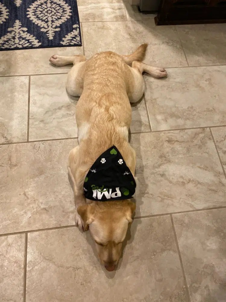 Greensboro Pest Control Service, WinstonSalem Exterminator