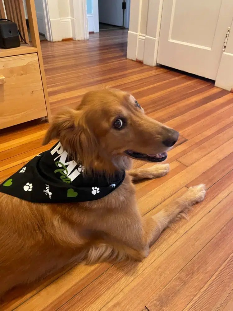 Greensboro Pest Control Service, WinstonSalem Exterminator