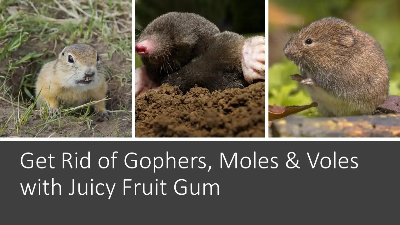 Get Rid of Gophers and Moles & Voles with Juicy Fruit Gum • Pest