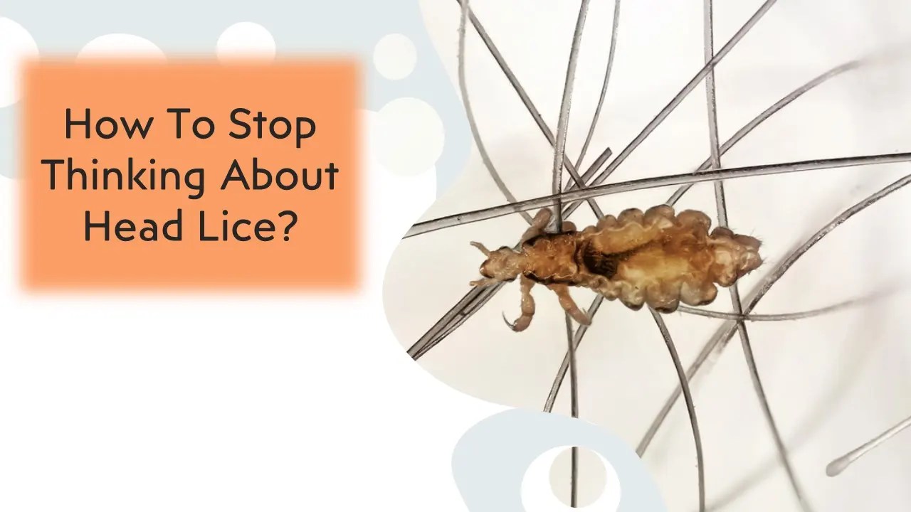 How to Stop Thinking About Head Lice Tips for Prevention and Treatment