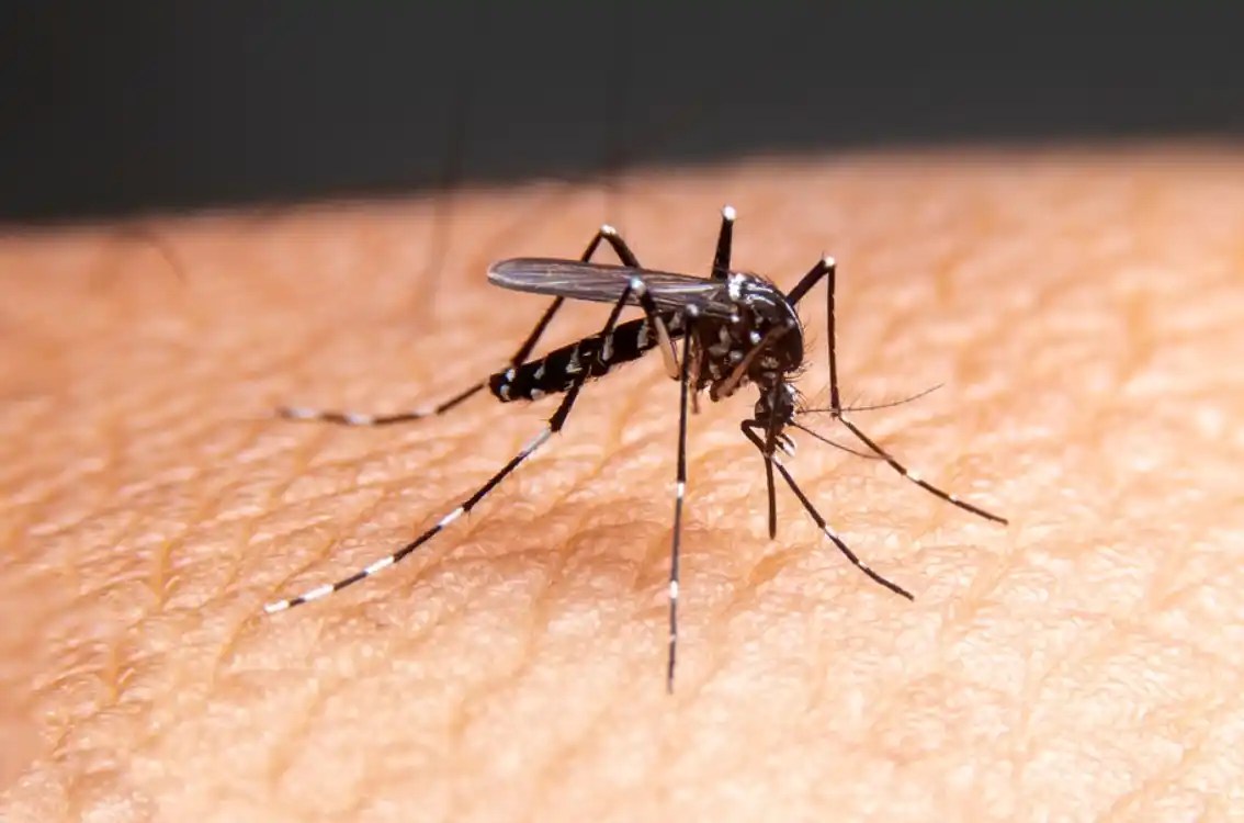 22 Interesting Facts About Mosquitoes (2023) • Pest Information and