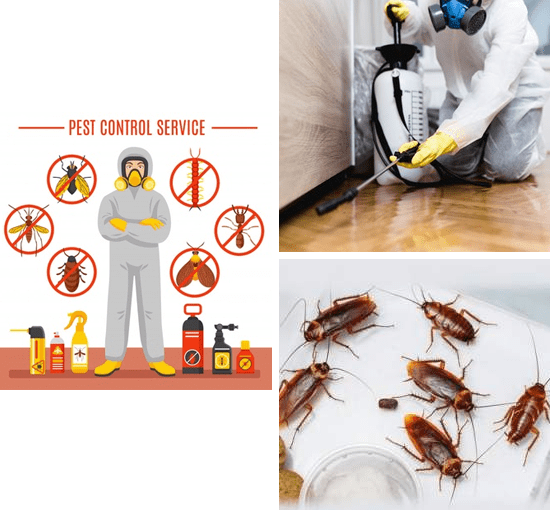 Get Pest Control Services in Andhrapradesh at Best Prices Pestocure AP