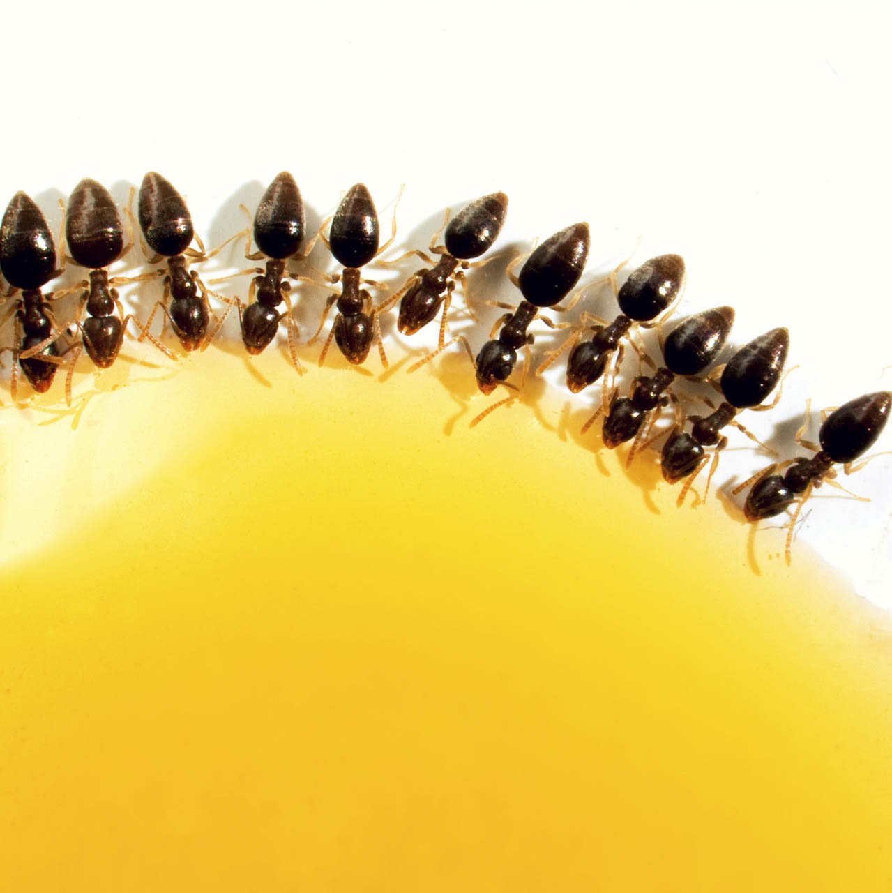 Top Local Pest Control Company PestOff Singapore