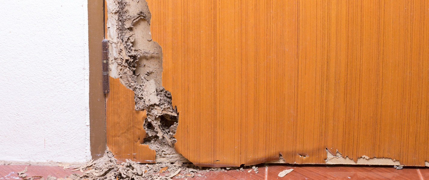 The Pesty Truth About How Fast Termites Can Destroy Your Home