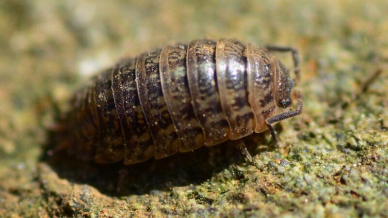 Roly Poly Bug | Identification, Habitat, and Control - peSTopped