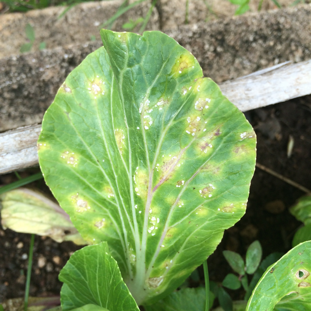 White rust Pestoscope