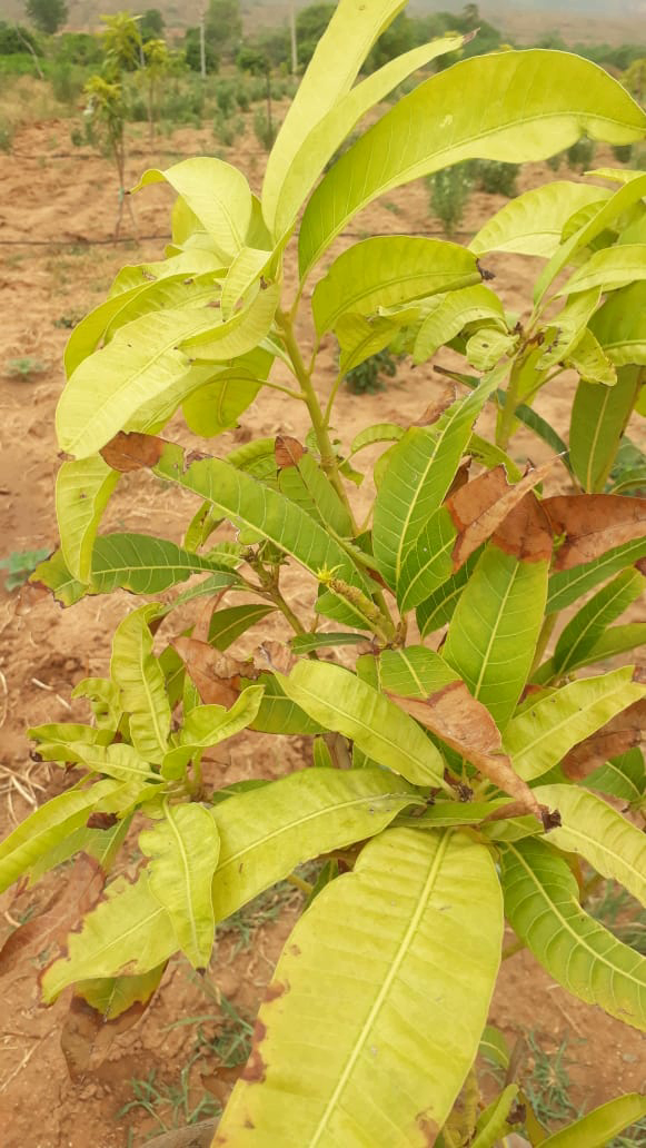 Tip Burn Salt injury in Mango Pestoscope