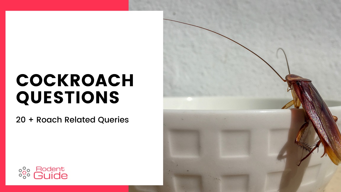20+ Interesting Questions About Cockroaches Pest Pit