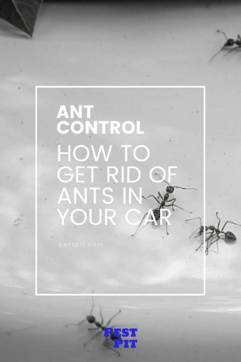 How To Get Rid Of Ants In Your Car Pest Pit