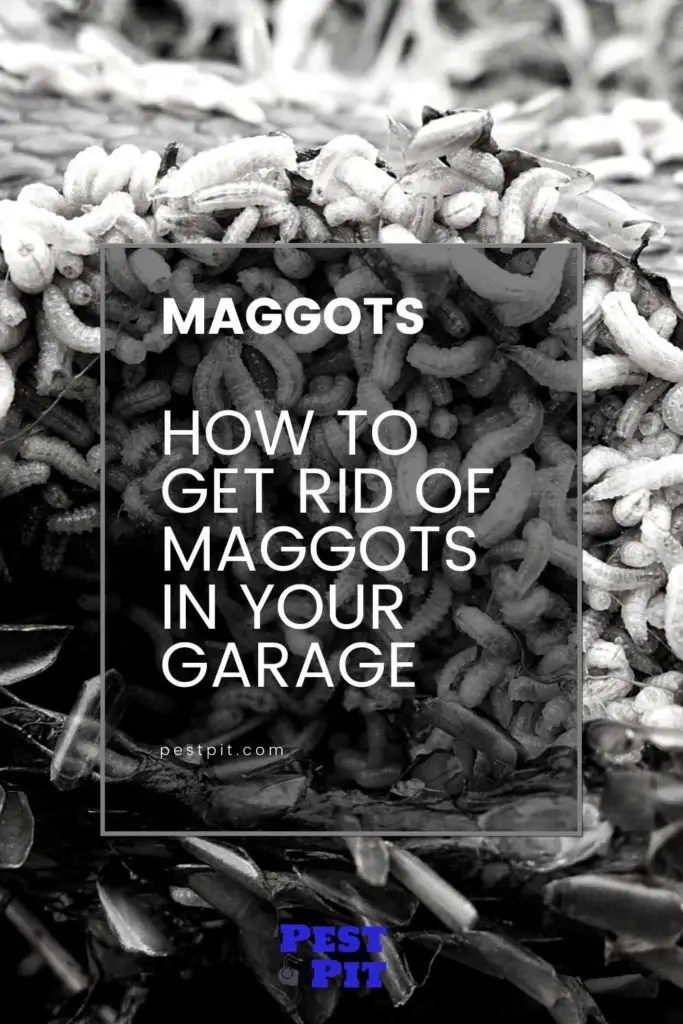 How To Get Rid Of Maggots In Garage Spaces Pest Pit