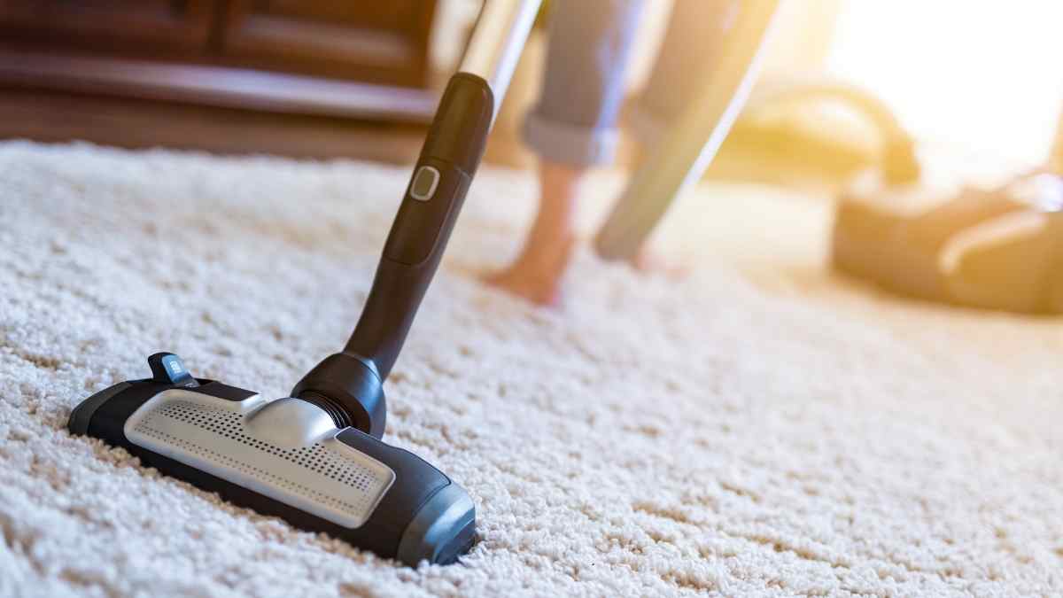 How To Get Rid Of Maggots In Your Carpet Pest Pit