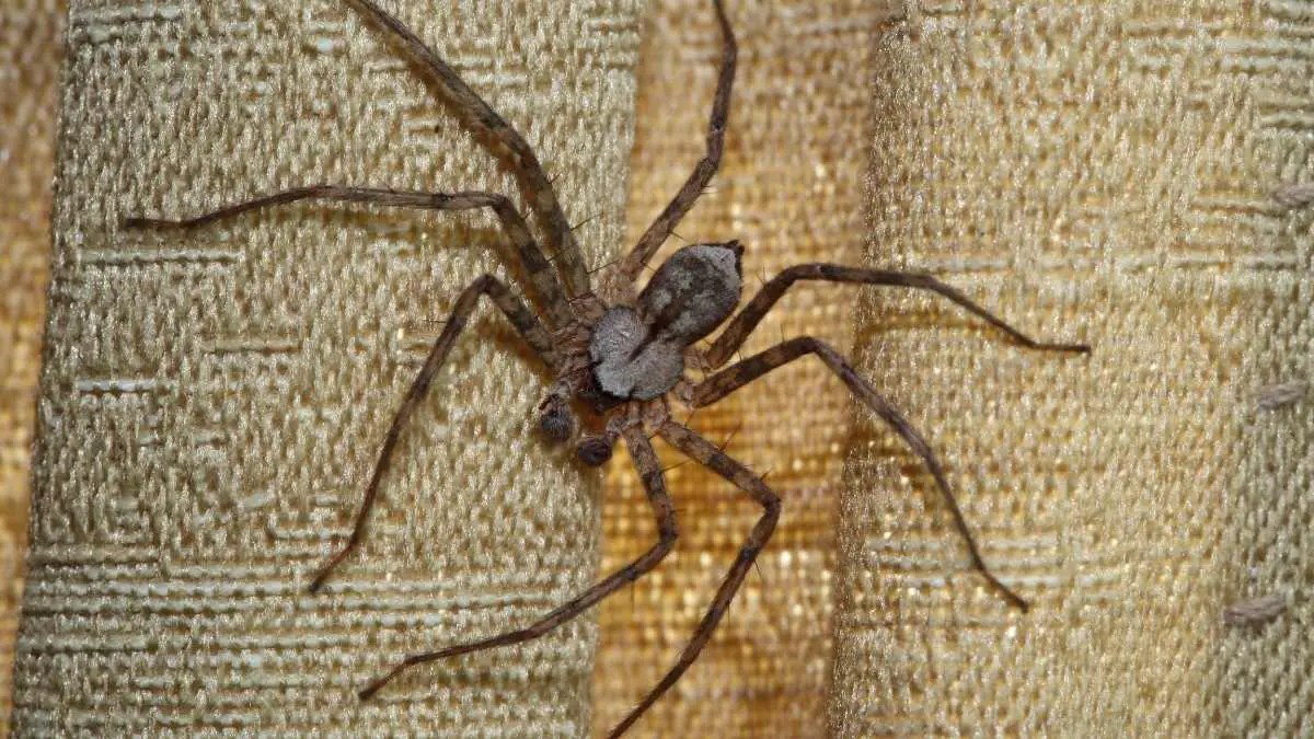 Natural Predators Of Cockroaches Pest Pit