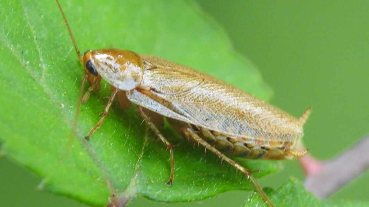 6 Reasons Why You Have Cockroaches In Your Garden Pest Pit