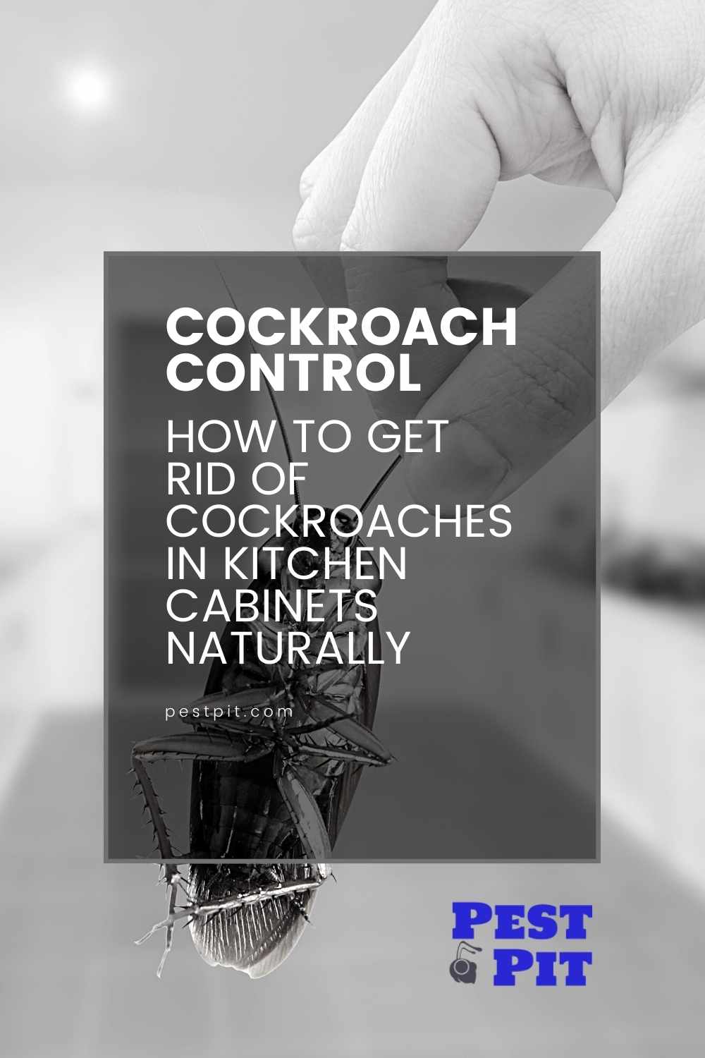 How To Get Rid Of Cockroaches In Kitchen Naturally Pest Pit