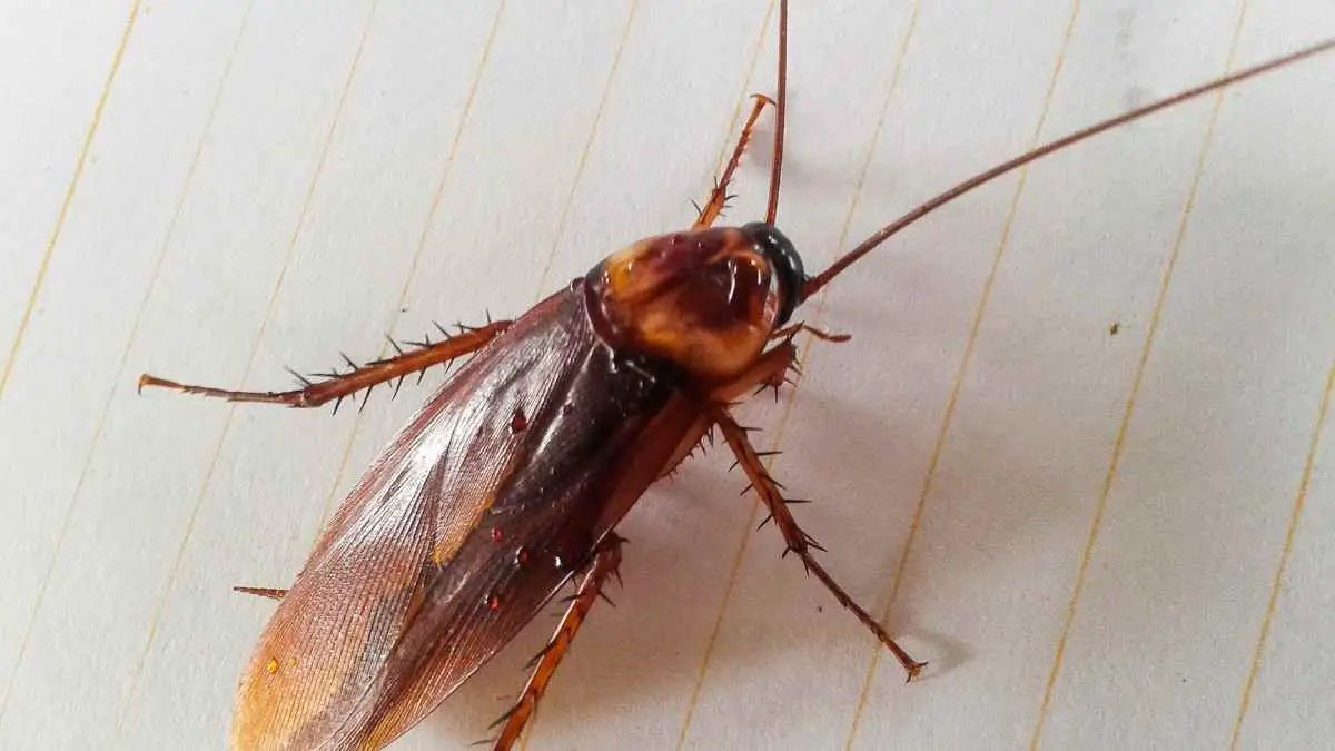 How To Get Roaches Out Of A Car And Keep Them Out Pest Pit