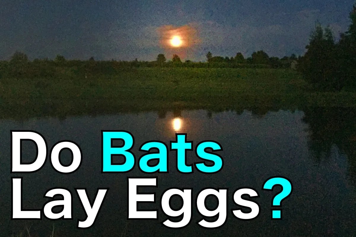 7 Interesting Things You Didn'T Know About Bat Birth Pest Pointer
