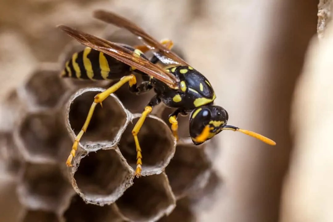 Do Wasps Make Honey? 5 Interesting Ways Wasps Eat Pest Pointers