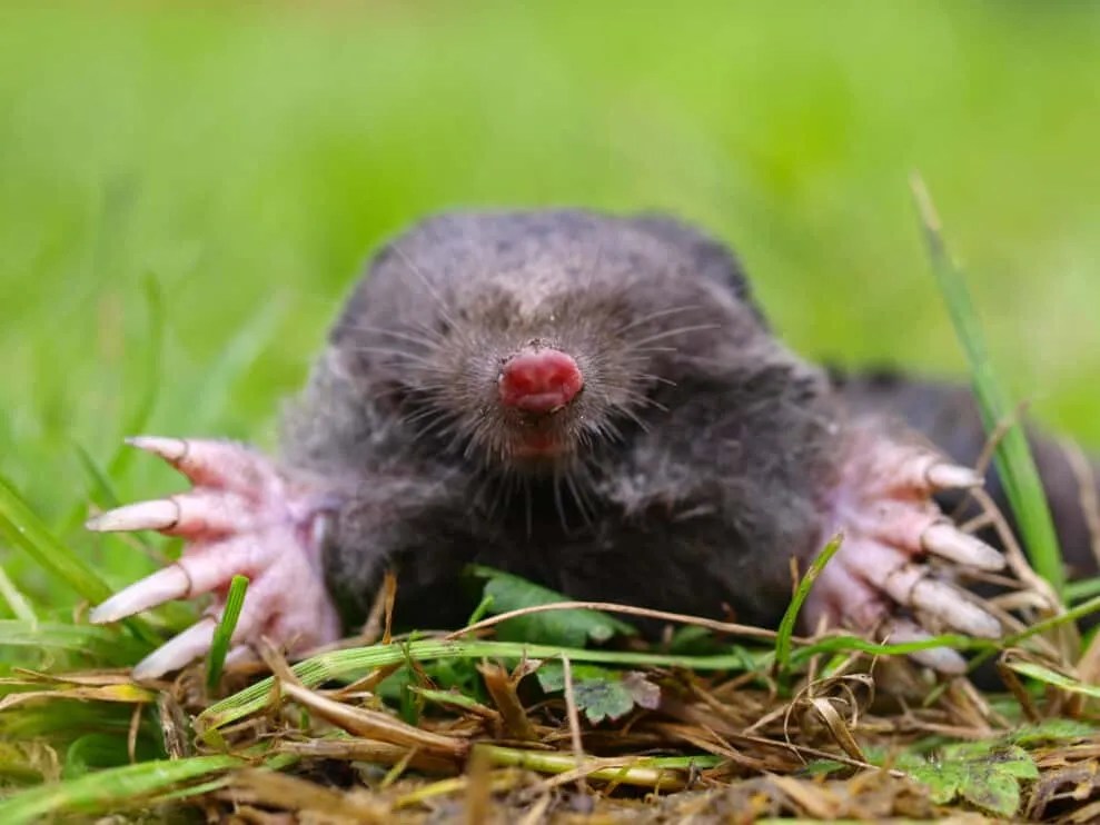 Does Dog Poop Deter Moles