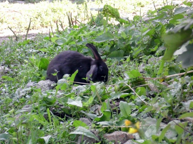 How to Stop Rabbits From Digging Holes on Your Property - Pest Pointers