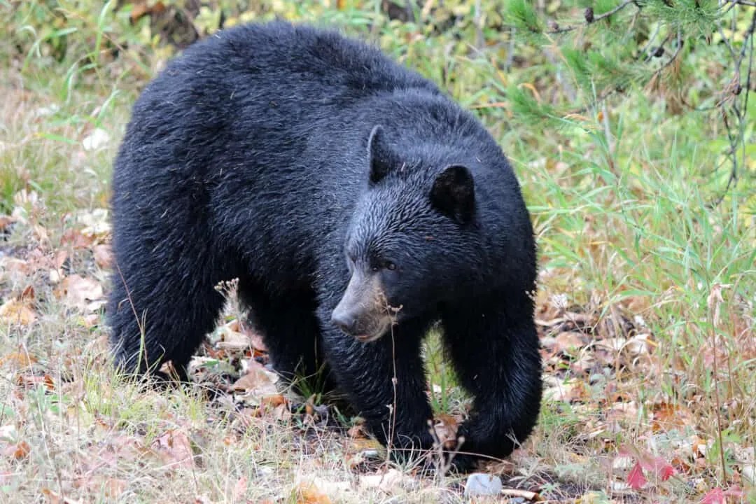 Can Bears Climb Trees? 13 Stunning Facts About Bears Pest Pointers