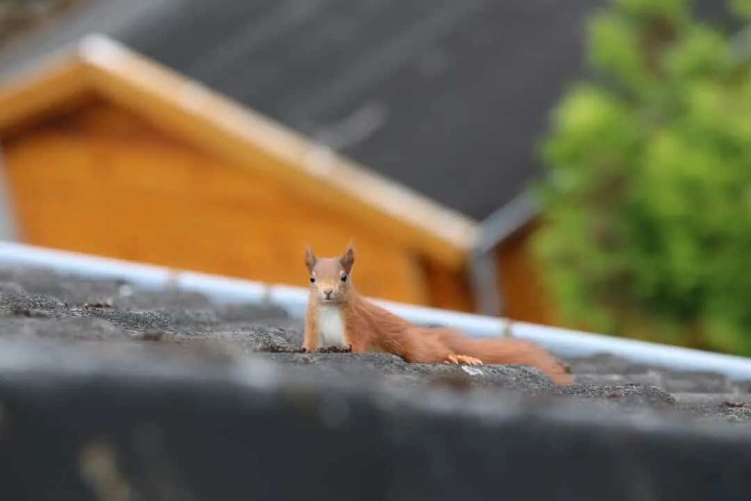 7 Ways Squirrels Can Damage Your House (With Prevention Tips) Pest