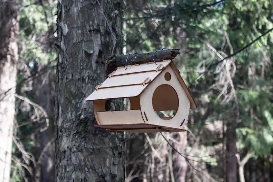 Keeping Raccoons Out of Your Bird Feeder A StepByStep Guide Pest