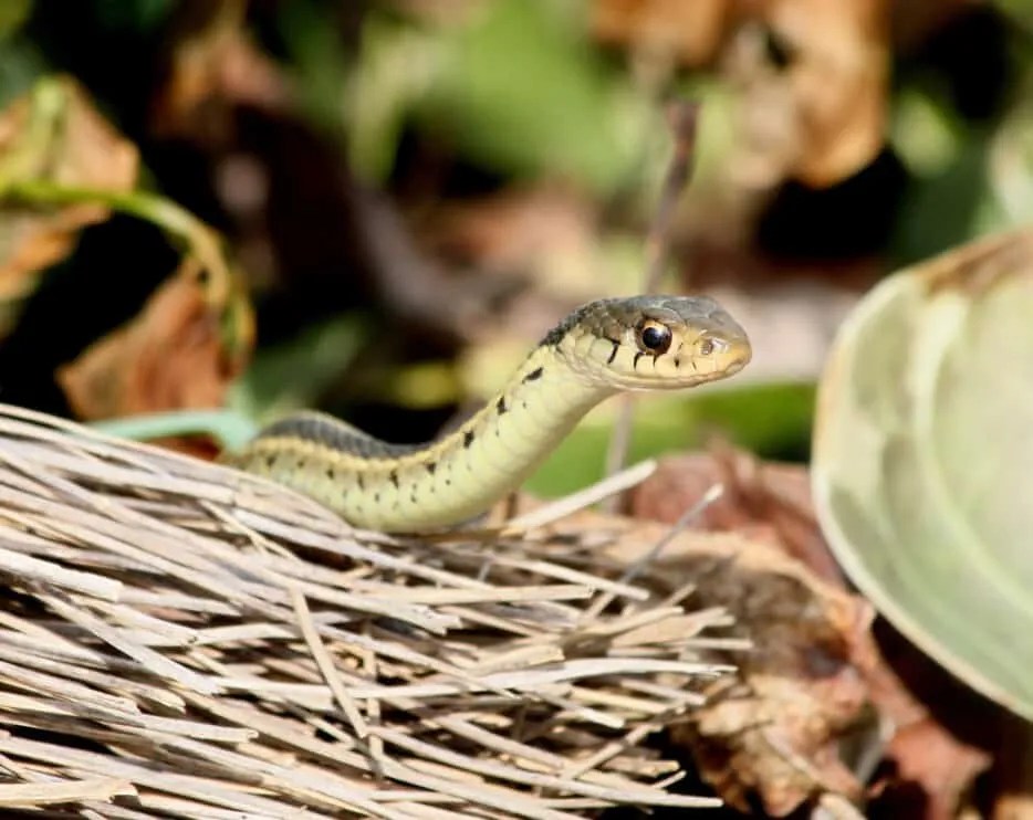 7 Things That Attract Snakes to Your Yard + How to Fix Them Pest Pointers