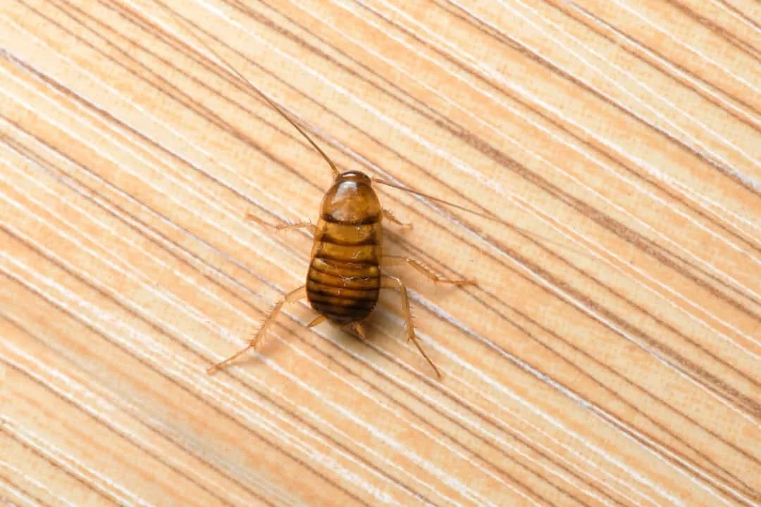 Is That a Carpet Beetle in My Bed? Well, It Depends Pest Pointers