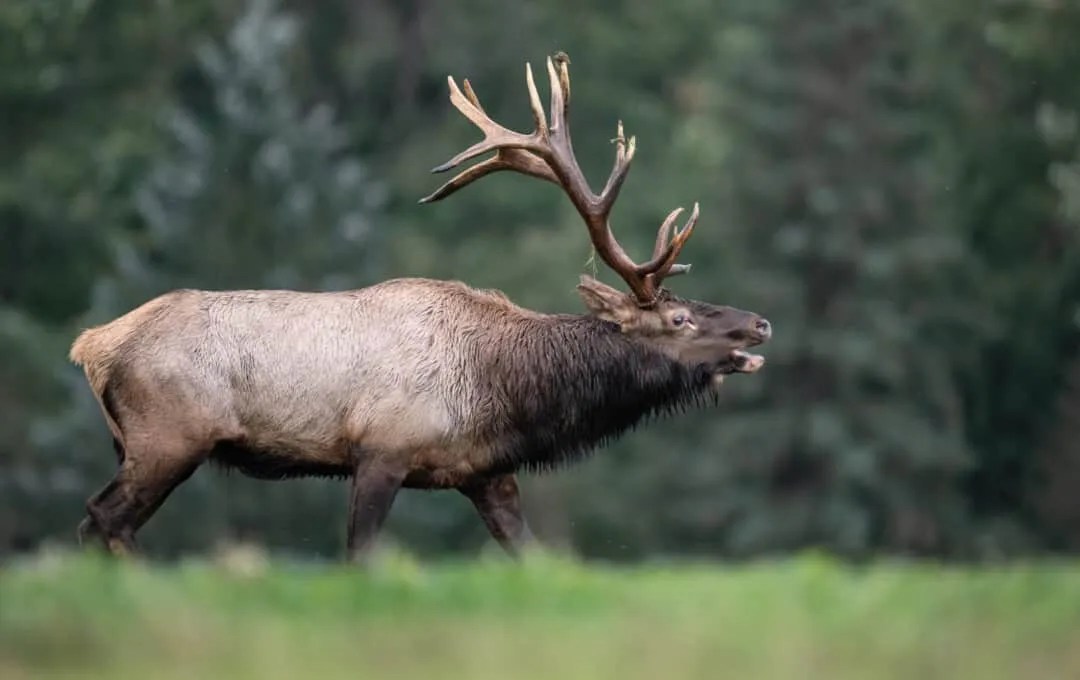 Here Are the 6 Places on Earth Where Elk Live Pest Pointers