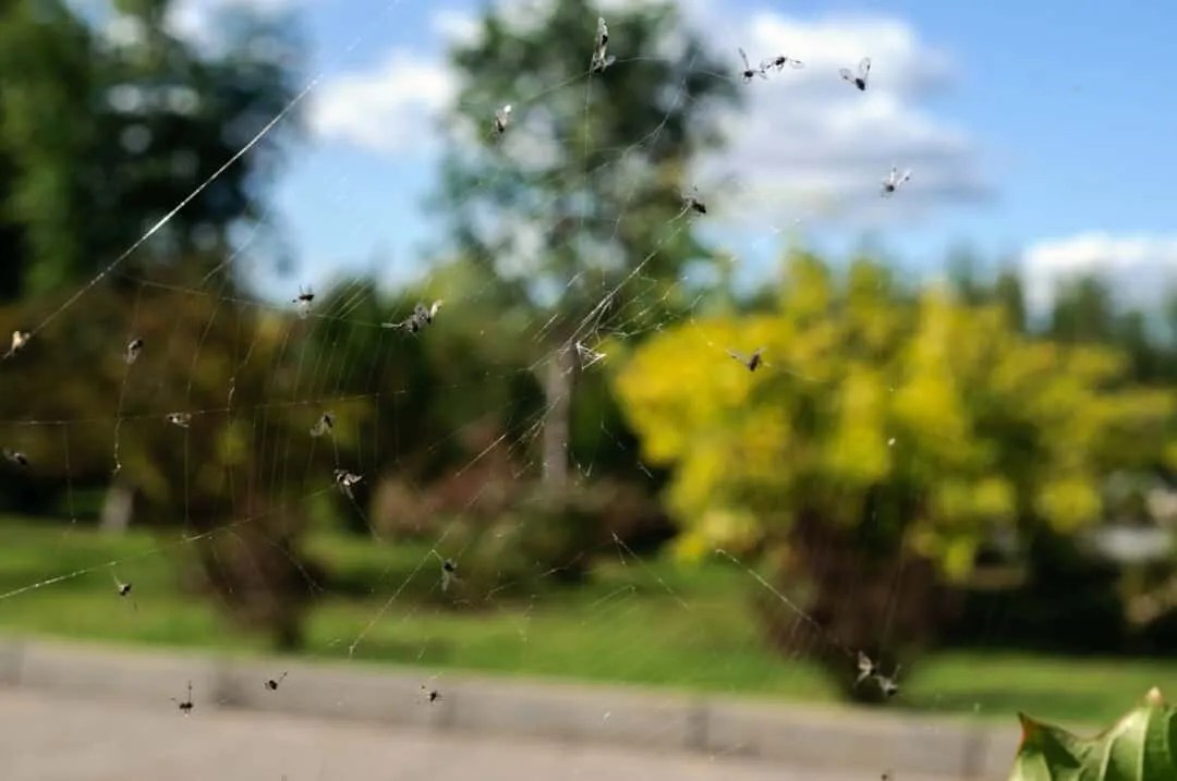 How to Get Gnats Out of Your Compost (StepbyStep Guide) Pest Pointers