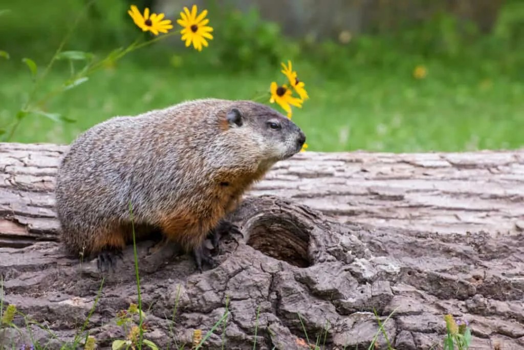 Can Woodchucks (Groundhogs) Actually Chuck Wood? Pest Pointers