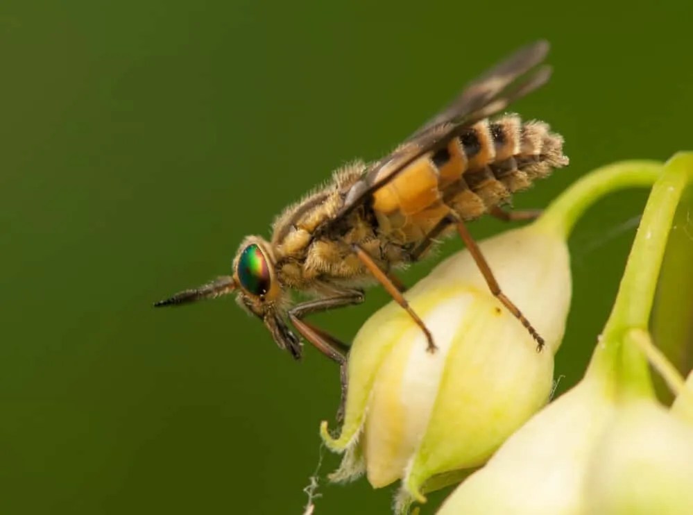 The 6 Best Deer Fly Repellents Pest Pointers