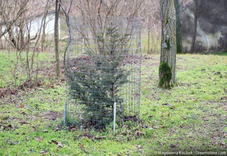 How to Keep Deer Away From Your Trees (7 Simple Tips) Pest Pointers