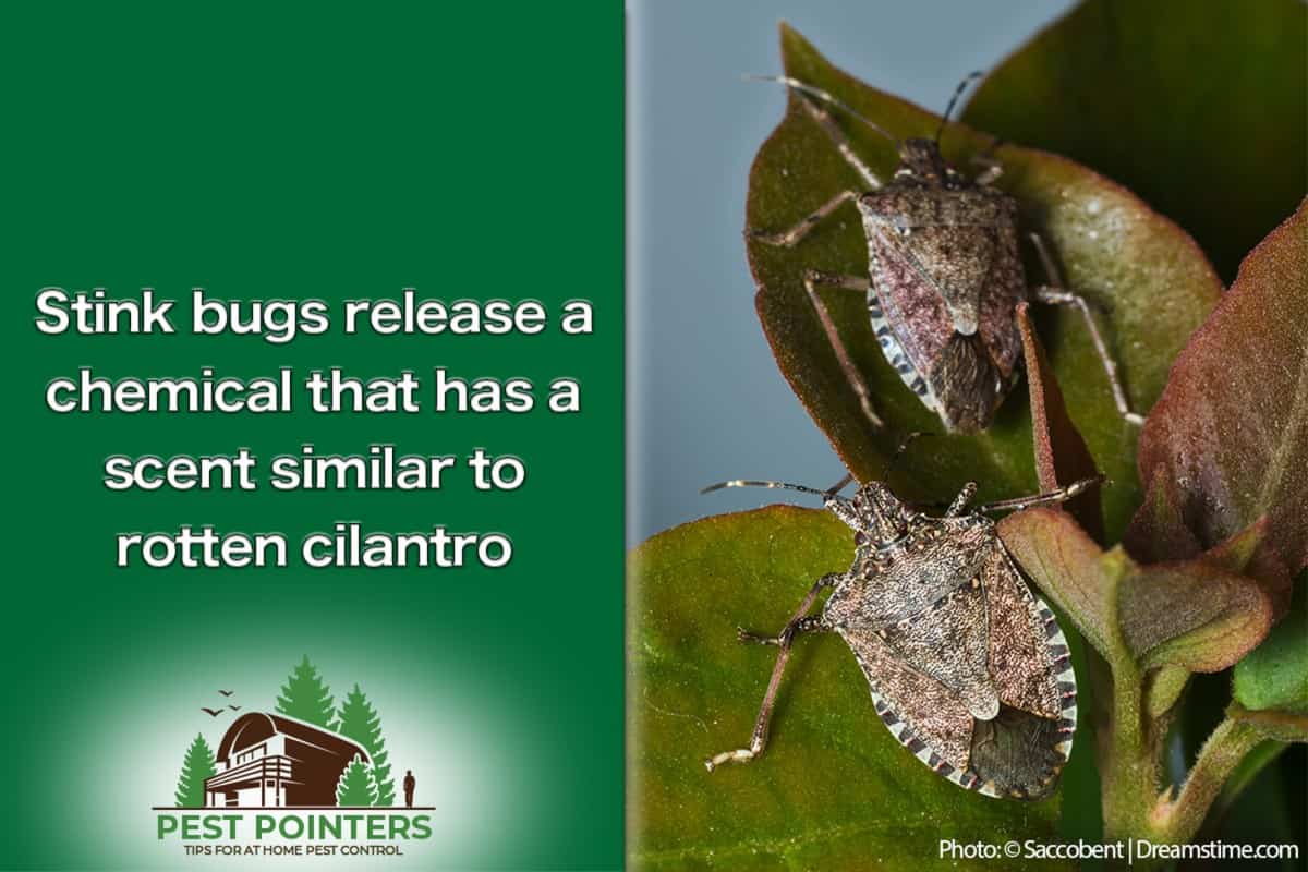 How Do Stink Bugs Get Into Your House? Pest Pointers Tips for at