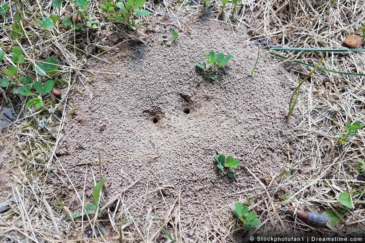 The 12 Best Ant Traps for Tiny Ants and How to Use Them Pest Pointers