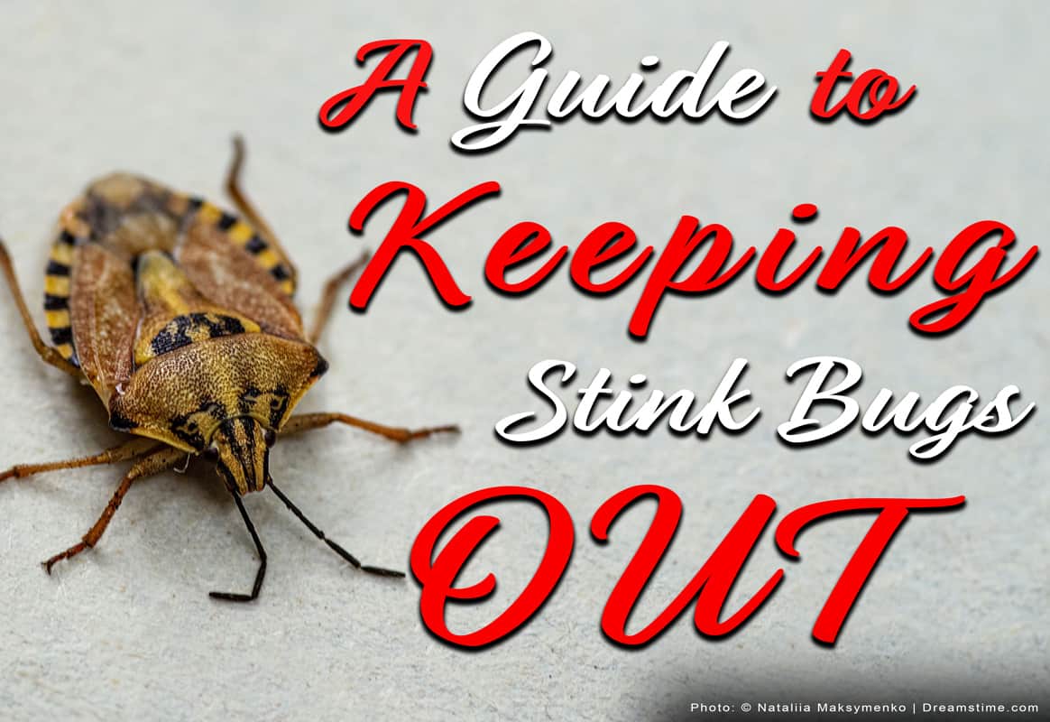 10 Simple Steps to Keep Stink Bugs Out of Your House Pest Pointers