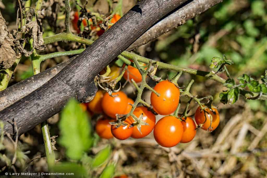 Are Skunks Eating Your Tomatoes? Let's Stop Them Now! Pest Pointers