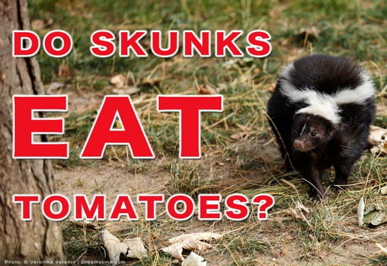 Will a Skunk Chase You? Here’s What to Know Pest Pointers